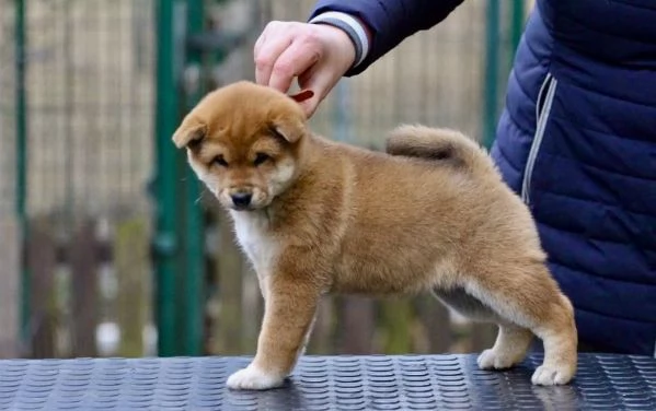  Shiba Inu (cuccioli maschio e femmina) | Foto 0