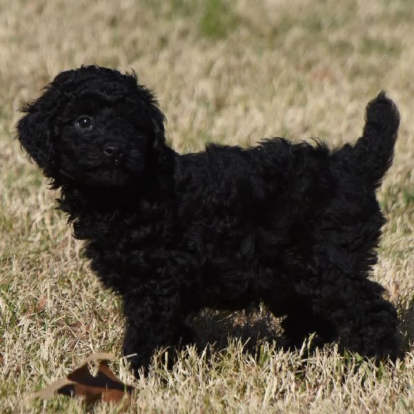    Barboncino  | Foto 0