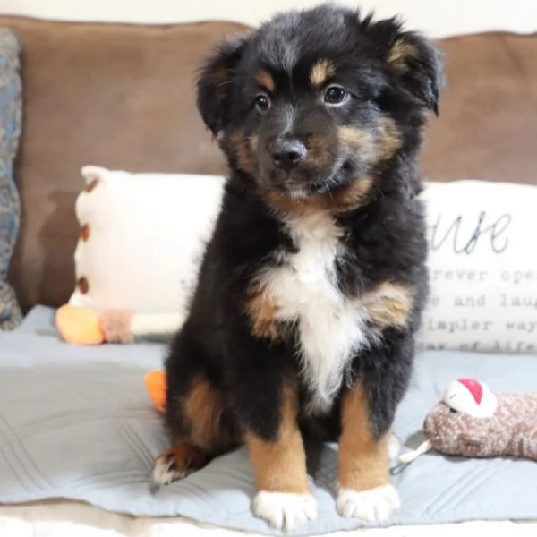  PASTOR AUSTRALIANO// | Foto 0