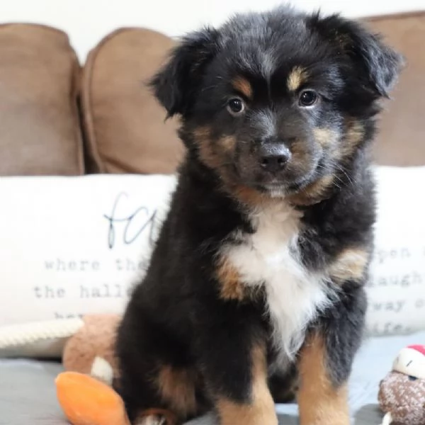  PASTOR AUSTRALIANO//