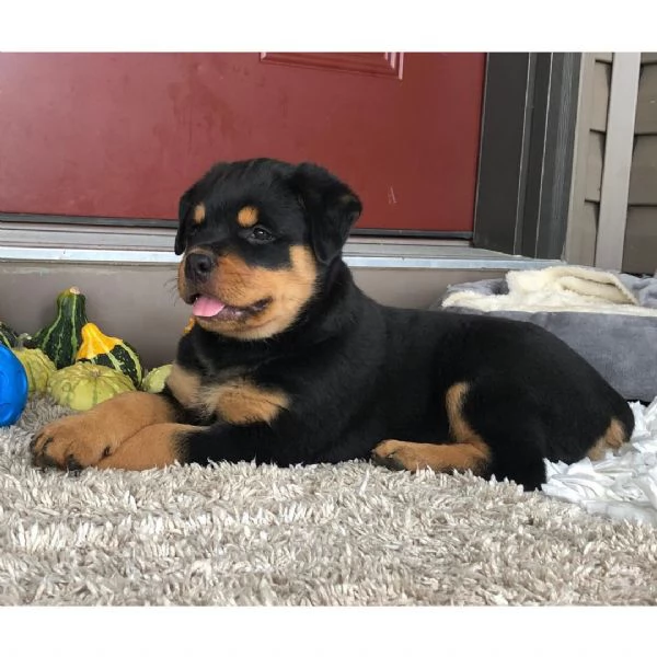  Rottweiler  | Foto 1