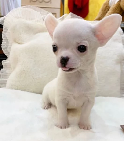 Chihuahua Toy (cuccioli maschio e femmina) | Foto 0