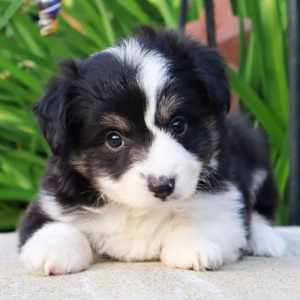 Australian Shepherd (cuccioli maschio e femmina)
