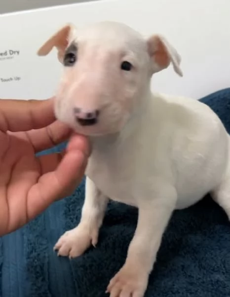 Bull Terrier (cuccioli maschio e femmina)