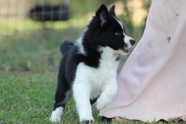 Border Collie (cuccioli maschio e femmina)