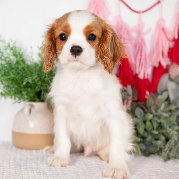   Cavalier King Charles  | Foto 0