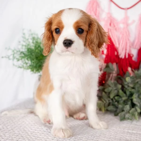   Cavalier King Charles 