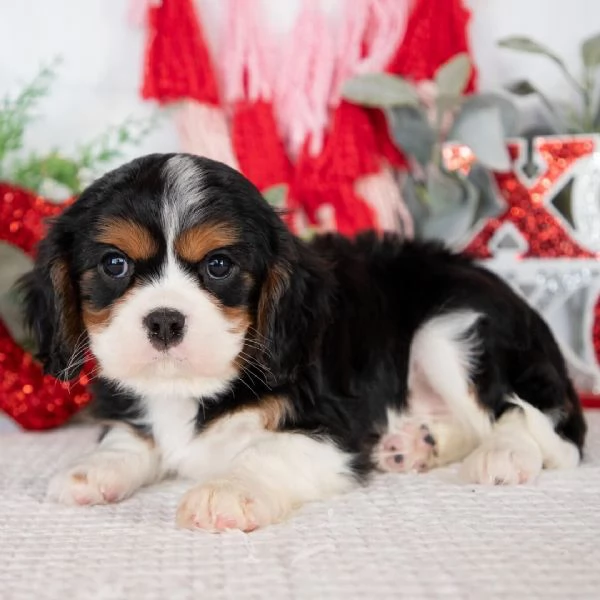  Cavalier King Charles  | Foto 0