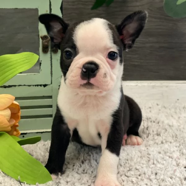 Boston terrier (cuccioli maschio e femmina) | Foto 0