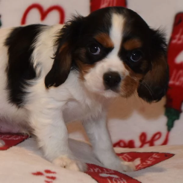  Cavalier King Charles 