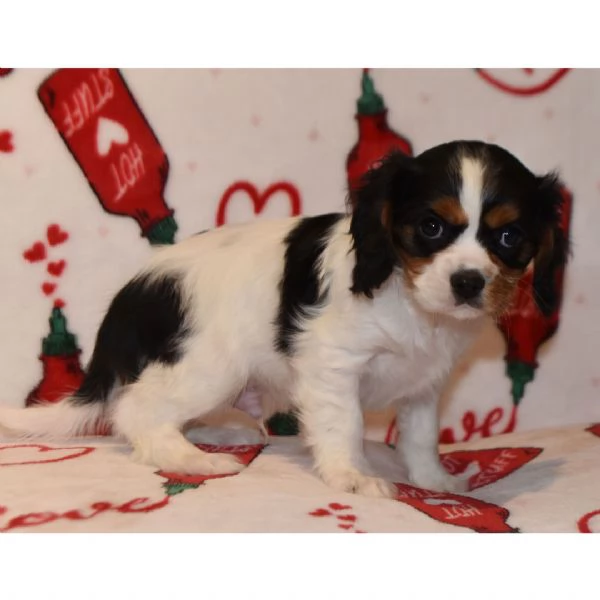  Cavalier King Charles  | Foto 0