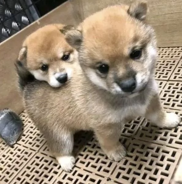 Akita inu (cuccioli maschio e femmina) | Foto 0