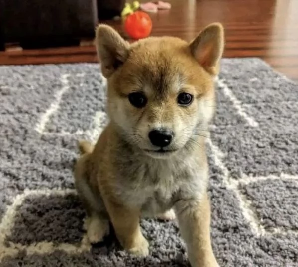 Akita inu (cuccioli maschio e femmina)
