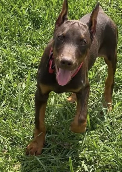 Dobermann (cuccioli maschio e femmina) | Foto 0