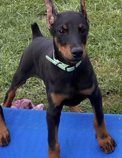 Dobermann (cuccioli maschio e femmina)
