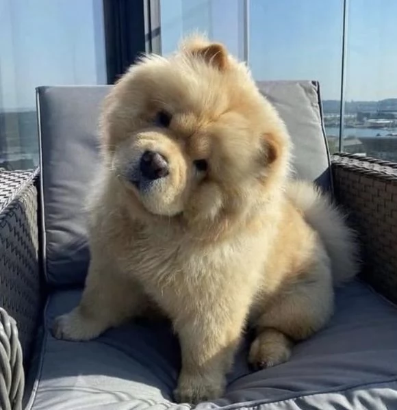 Chow Chow (cuccioli maschio e femmina)