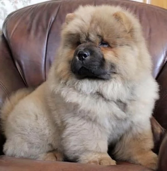 Chow Chow (cuccioli maschio e femmina) | Foto 0