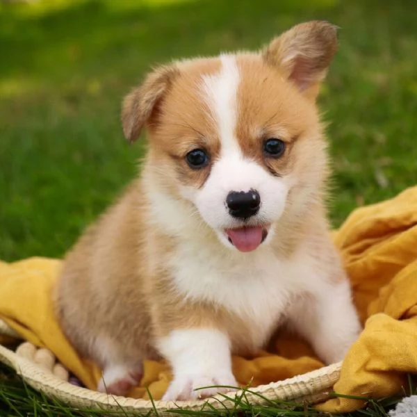 Regalo Welsh Corgi (cuccioli maschio e femmina)