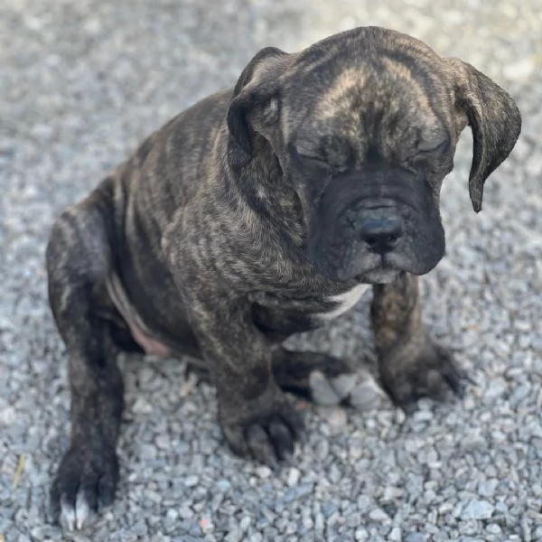 Cane Corso (cuccioli maschio e femmina) | Foto 0
