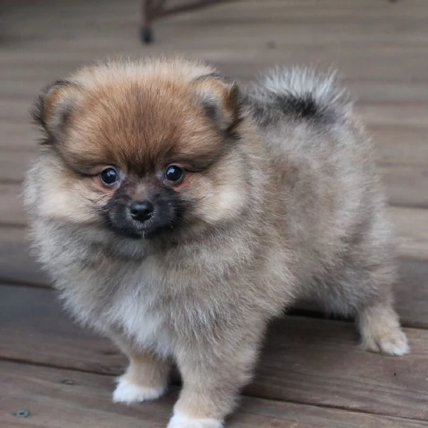 Splitz Pomeranian (cuccioli maschio e femmina)