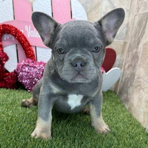 Bulldog Francese (cuccioli maschio e femmina)