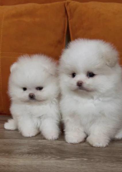 Volpino Pomeranian (cuccioli maschio e femmina) | Foto 0