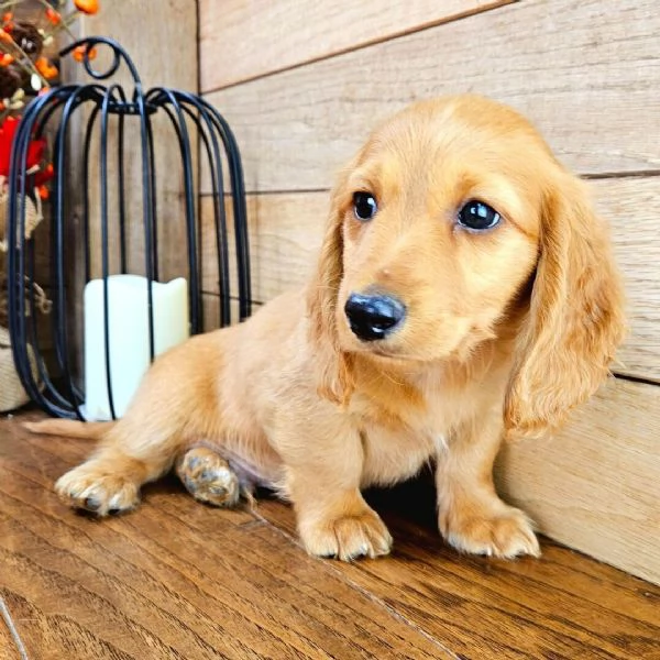 Bassotto (cuccioli maschio e femmina) | Foto 0