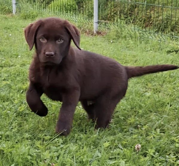 REGALO CUCCIOLI DI LABRADOR  | Foto 0