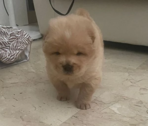 Chow Chow cuccioli