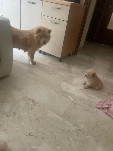 Chow Chow cuccioli | Foto 2