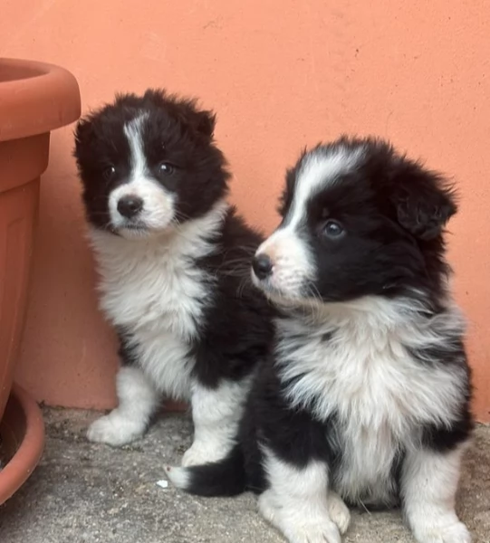 Cuccioli di border collie