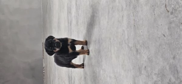 Cucciolo di Rotweiler | Foto 2