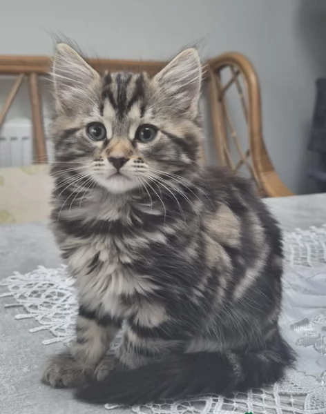 Gattini siiberianii in adozione