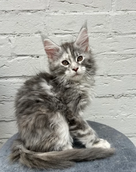 Gattini Maiine Cooon con pediigree | Foto 1