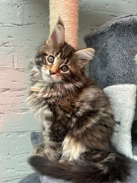 Gattini Maiine Cooon con pediigree