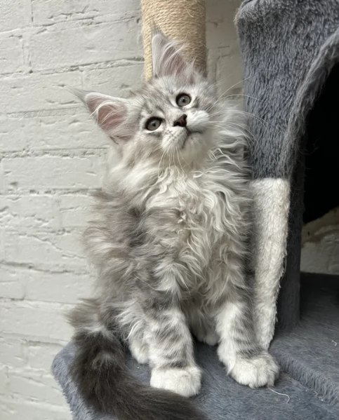 Gattini Maiine Cooon con pediigree | Foto 0