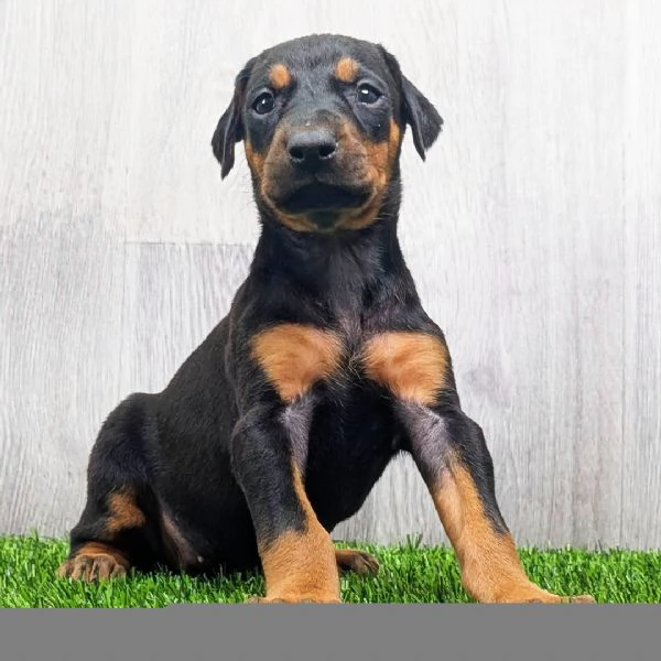 Cuccioli di Doberman