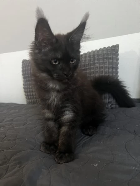 Bellissimo gattino maine coon in vendita | Foto 5