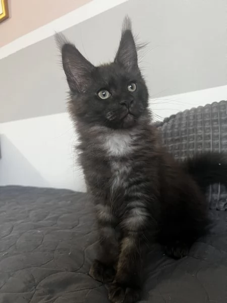 Bellissimo gattino maine coon in vendita | Foto 3