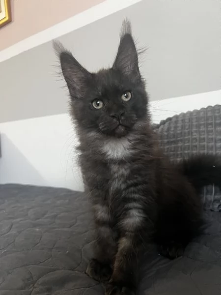 Bellissimo gattino maine coon in vendita