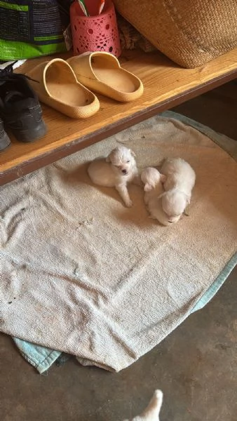 Cuccioli Coton de Tulear