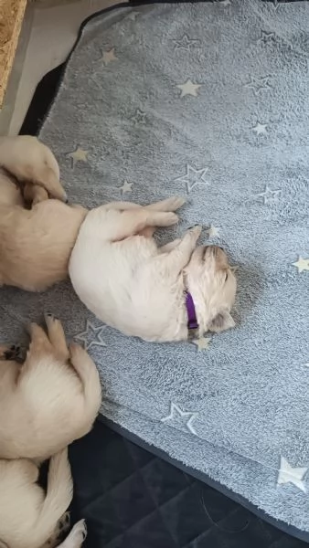 Cuccioli Anglo americani