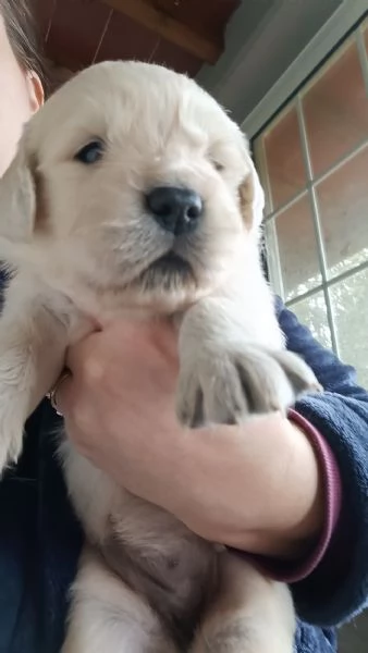 Cuccioli Anglo americani | Foto 2