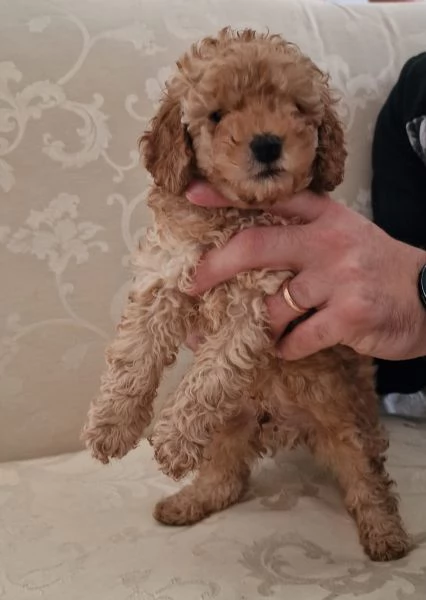 Barboncini mini toy | Foto 2