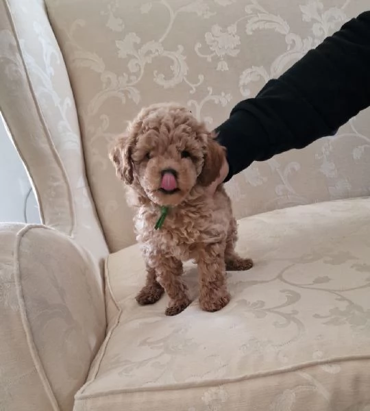 Barboncini mini toy | Foto 0