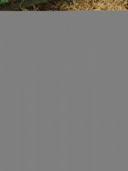 Vendo coniglietti nani 