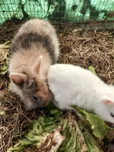 Vendo coniglietti nani  | Foto 2
