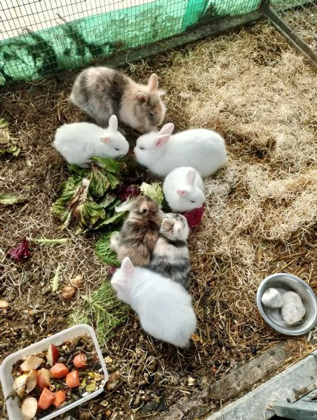 Vendo coniglietti nani  | Foto 1