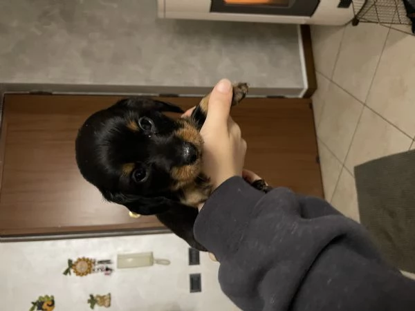 Bassotto tedesco nano pelo lungo  | Foto 0