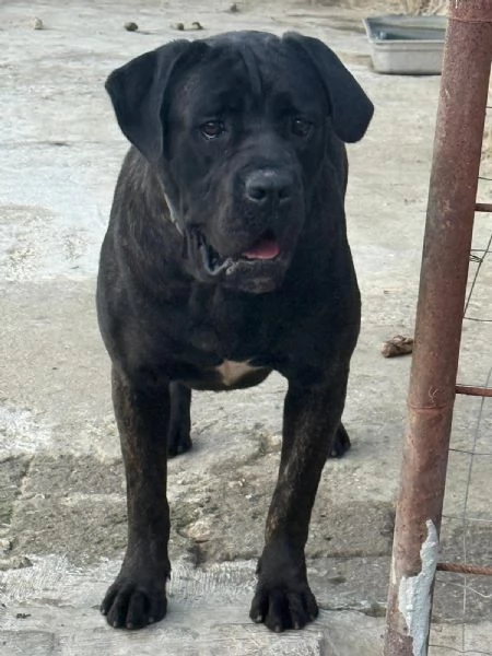 3 Cuccioli Cane Corso Puro provincia di Roma